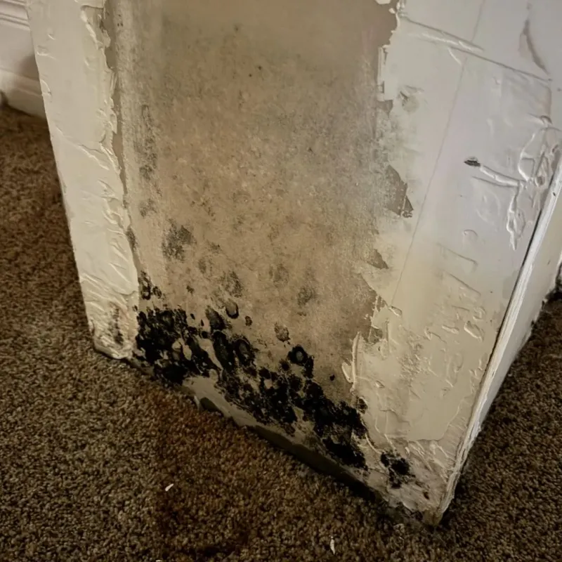 Professional Mold Removal in Lebec, CA